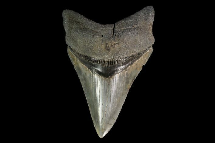 Serrated, Fossil Megalodon Tooth - Lower Tooth #145416